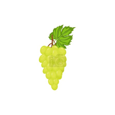 Téléchargez les illustrations : Reisling grape, green grape. Vector illustration isolated on white background. For template label, packing, web, menu, logo, textile, icon - en licence libre de droit