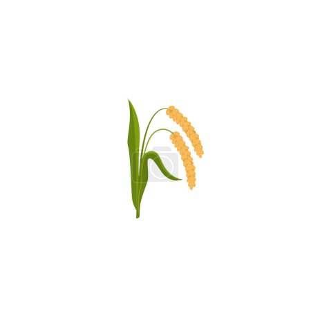 Illustration for Millet. Yellow millet isolated on white. A branch of ripe foxtail millet and millet groats. Vector illustration isolated on white background. For template label, packing, web, menu, logo, textile - Royalty Free Image