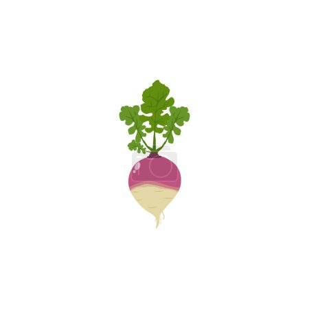 Illustration for Rutabaga or Swede, or turnip Brassica napobrassica , root vegetable. Vector illustration isolated on white background. For template label, packing, web, menu, logo, textile, icon - Royalty Free Image