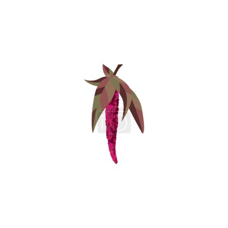 Illustration for Amarant flower or amaranths flower. Amaranth plant. Vector illustration isolated on white background. For template label, packing, web, menu, logo, textile, icon - Royalty Free Image