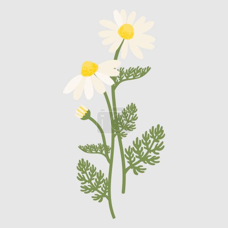 Illustration for Roman chamomile. Vector illustration isolated on white background. For template label, packing, web, menu, logo, textile, icon - Royalty Free Image