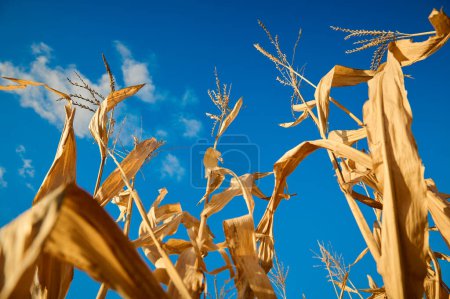 Photo for Blue sky over dry corn field - Royalty Free Image