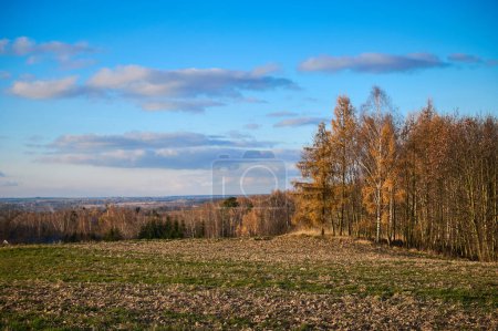 Photo for A cluster of early autumn trees against a hill against a blue sky - Royalty Free Image