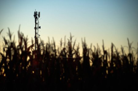Photo for A cellphone mast protruding above a cornfield - Royalty Free Image
