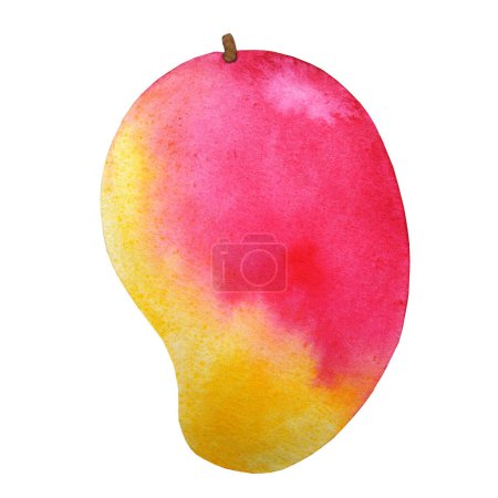 Téléchargez les photos : Ripe mango painted in watercolor isolated on white background. Exotic tropical fruit. Hand drawn illustration. - en image libre de droit