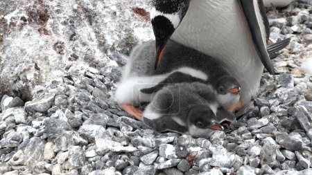 Foto de Pingüinos en la Antártida. Hielo y aves antárticas, protección del medio ambiente. Un grupo de pingüinos gentiles descansando en la costa de la Antártida. Vida silvestre. Paisaje ártico. - Imagen libre de derechos