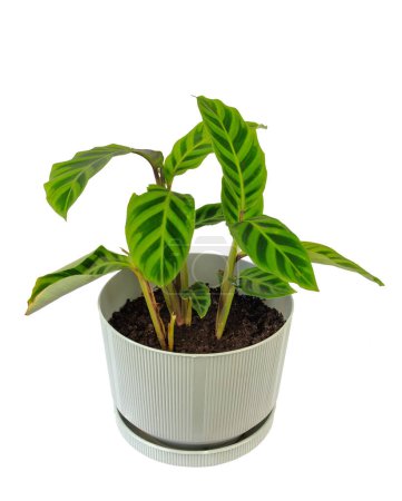 Téléchargez les photos : Calathea zebrina ou zèbre plante poussant en pot blanc isolé sur fond blanc - en image libre de droit