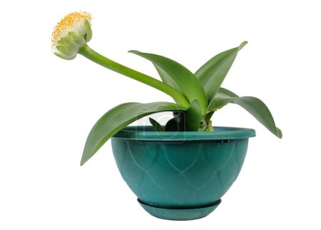 Paintbrush or Haemanthus albiflos flowering plant growing in pot, isolated on white background 