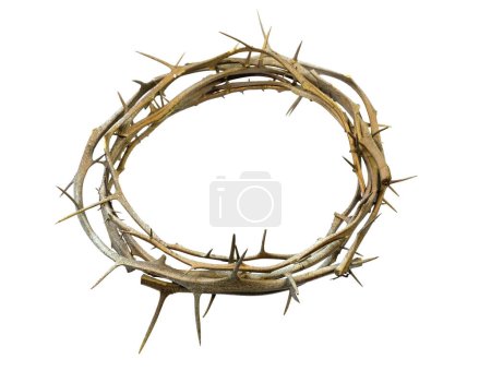 Photo for A crown of thorns isolated on a white background - Royalty Free Image