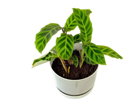 Téléchargez les photos : Calathea zebrina ou zèbre plante poussant en pot blanc isolé sur fond blanc - en image libre de droit