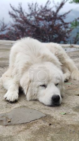 Foto de El perro está descansando al aire libre.. - Imagen libre de derechos