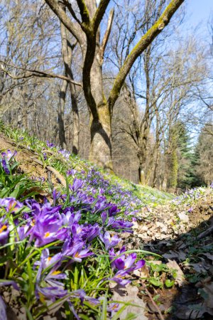 Téléchargez les photos : Crocus fleurs début du printemps dans les montagnes des Carpates, Ukraine. - en image libre de droit