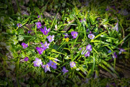 Photo for Early spring flowers crocuses in Carpathians mountains, Ukraine. - Royalty Free Image