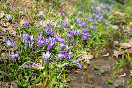 Photo for Early spring flowers crocuses in Carpathians mountains, Ukraine. - Royalty Free Image