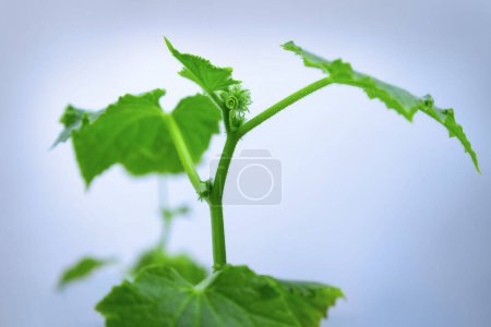 Small green plant cucamber on white background