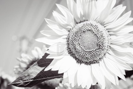 Photo for Beautiful sunflower, black and white. Agriculture concept. Pollination concept. Sunflower plantation, monochrome. Flowers close up. Sunflower in garden. Beauty in nature. Natural patterns. - Royalty Free Image