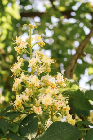 Chestnut tree with flowers. Chestnut in bloom. Springtime nature. Blooming chestnut in Kyiv, Ukraine. Beauty in nature. Blossom trees in parkland. 