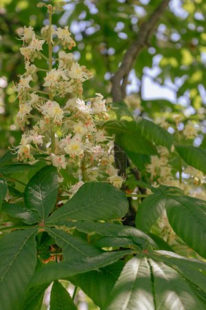 Chestnut tree with flowers. Chestnut in bloom. Springtime nature. Blooming chestnut in Kyiv, Ukraine. Beauty in nature. Blossom trees in parkland. 