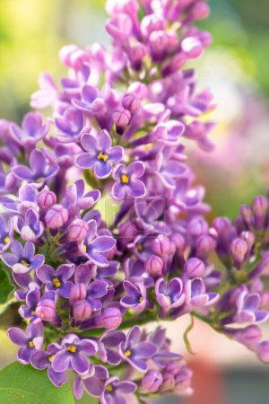 Lilac flower in the garden. Purple lilac bush close up. Violet lilac in bloom. Springtime nature. April nature landscape. Lucky flower of lilac. Beauty in nature.