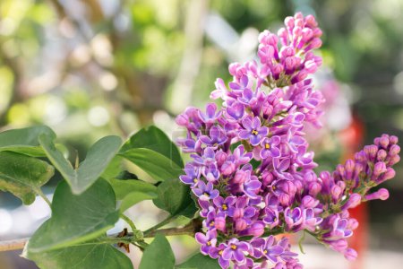 Photo for Lilac flower in the garden. Purple lilac bush close up. Violet lilac in bloom. Springtime nature. April nature landscape. Lucky flower of lilac. Beauty in nature. - Royalty Free Image