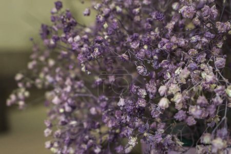 Zarte lila Blüten. Getrocknete violette und weiße Blüten, aus nächster Nähe. Frühlingshafte Natur. Schönheit in der Natur. Trockener winziger Strauß. Floraler Hintergrund. Blumenschmuck. Minimalistisches Konzept.