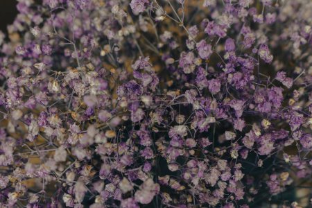 Zarte lila Blüten. Getrocknete violette und weiße Blüten, aus nächster Nähe. Frühlingshafte Natur. Schönheit in der Natur. Trockener winziger Strauß. Floraler Hintergrund. Blumenschmuck. Minimalistisches Konzept.