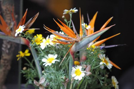Foto de Strelitzia con ramo de crisantemo, enfoque selectivo - Imagen libre de derechos