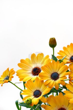 Photo for Namaqualand daisy on white background, isolated - Royalty Free Image