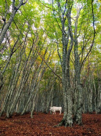 Foto de Una vaca blanca en medio del bosque de fagus en Canfaito, Marche. - Imagen libre de derechos