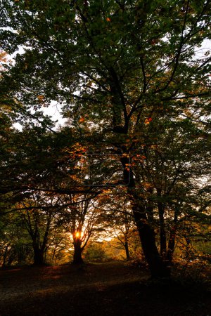 Photo for Sunset with sun filtering through trees at Canfaito forest. - Royalty Free Image