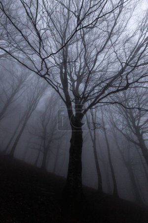 Trees in the middle of fog.