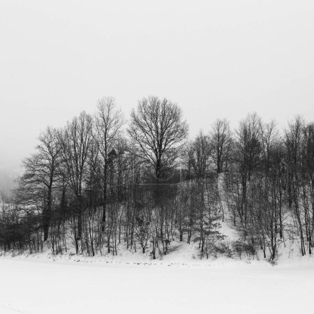 Photo for Winter landscape, with trees and hill covered by snow. - Royalty Free Image