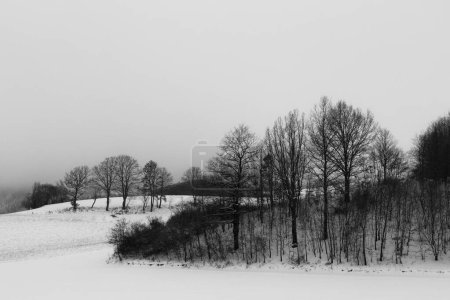 Photo for Winter landscape, with trees and hill covered by snow, under a moody, cloudy sky. - Royalty Free Image