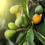 Yellow and green loquat in the morning light. Blurred background.