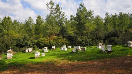 Foto de Colmenas de abejas en el bosque. Agricultura israelí - Imagen libre de derechos
