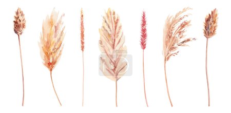 Photo for Hand painted watercolor DIY dry palm leaves, cotton flowers, pampas grass and poppies individual elements on white background. Watercolor illustration. Dry boho flowers and leaves clipart isolated - Royalty Free Image