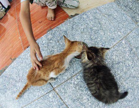 Téléchargez les photos : Un garçon nourrit les chatons sans abri dans la rue avec de la nourriture en conserve - en image libre de droit