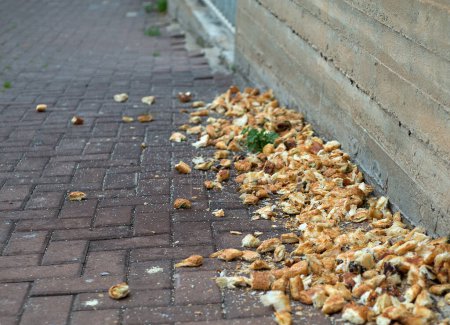 excess bread is lying on the asphalt and is food for birds
