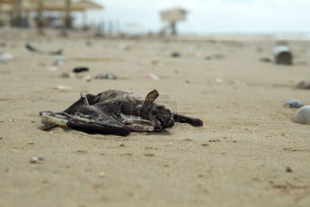 on the seashore, a dead flying mouse lies on the sand, dangerous to the health of people and animals
