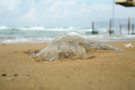 large jellyfish lie on the beach, on the sand, on the shores of the Mediterranean Sea