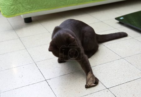 ein schokoladenfarbenes britisches Kätzchen fing eine Motte, die in die Wohnung flog