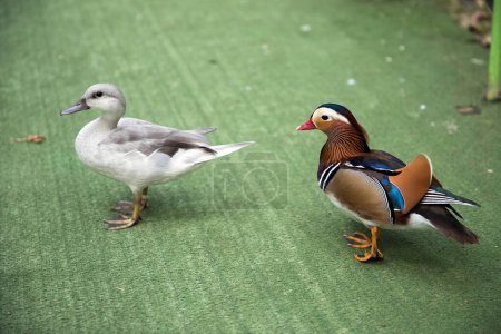 dos patos están caminando alrededor de la reserva, uno es gris y el otro es un pato mandarín colorido