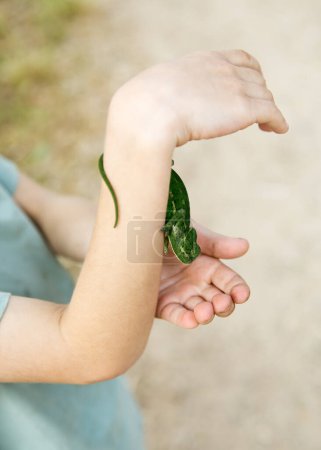 hermoso camaleón verde brillante arrastrándose en la mano de un niño, en un parque en la naturaleza en una reserva natural, rescate de animales