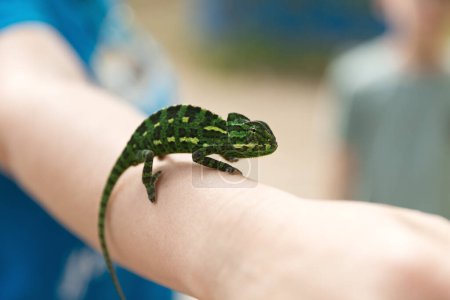 a man in a blue T-shirt has a chameleon sitting on his hand, a funny yellow-green chameleon, hand-held, animal protection