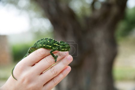 on human palms, against the background of a blurred tree, a bright green chameleon sits, wildlife