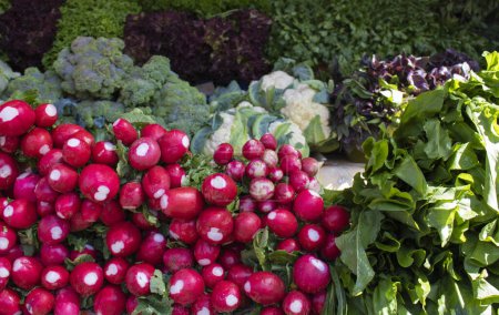 Foto de Rábano orgánico con verduras, concepto de vitaminas - Imagen libre de derechos