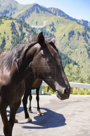 Téléchargez les photos : Beau cheval brun en montagne, vertical - en image libre de droit