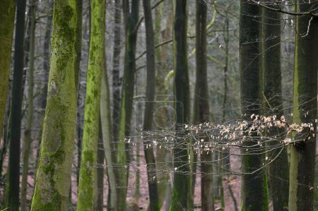 Téléchargez les photos : Parc national Jasmund forêt primitive, île de Rugen, Allemagne - en image libre de droit