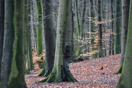 Téléchargez les photos : Parc national Jasmund forêt primitive, île de Rugen, Allemagne - en image libre de droit