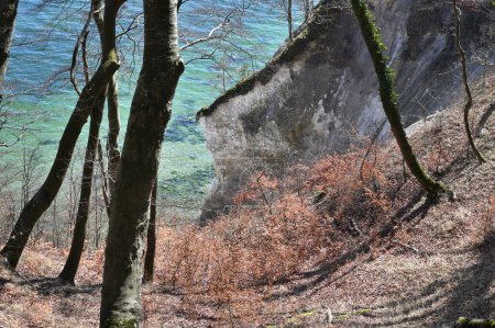 Téléchargez les photos : Parc national Jasmund forêt primitive au printemps, île de Rugen, Allemagne - en image libre de droit